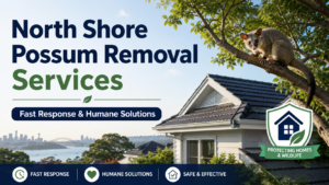 North Shore Possum Removal Services – Fast Response & Humane Solutions