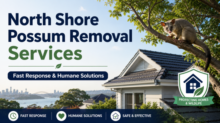 North Shore Possum Removal Services – Fast Response & Humane Solutions